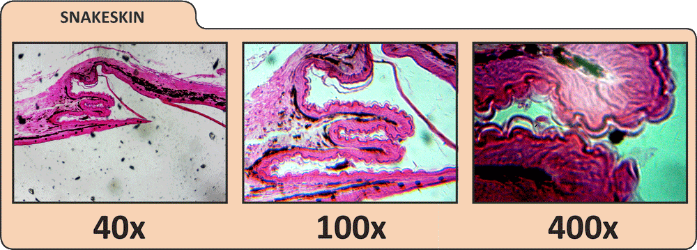 LCD Digital Microscope II by Celestron