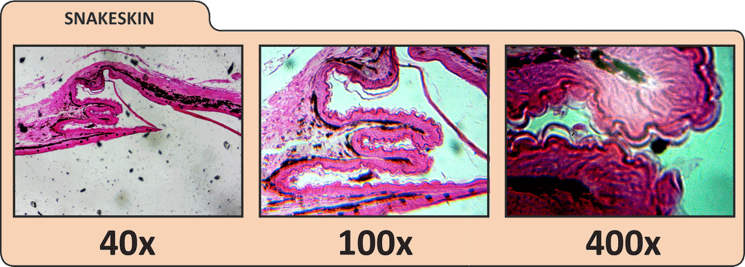 LCD Digital Microscope II by Celestron