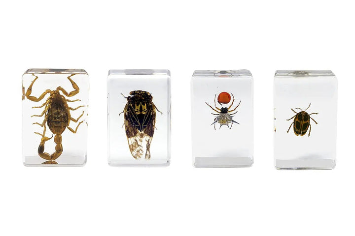 3D Bug Specimen Kit #4 by Celestron