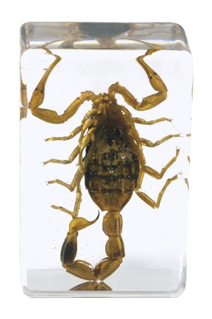 3D Bug Specimen Kit #4 by Celestron