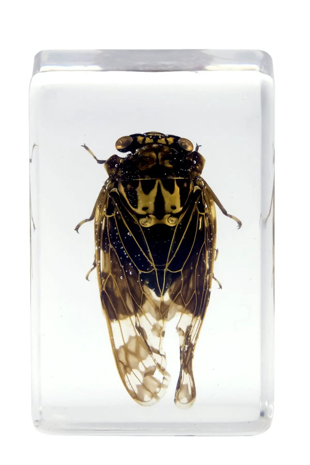 3D Bug Specimen Kit #4 by Celestron