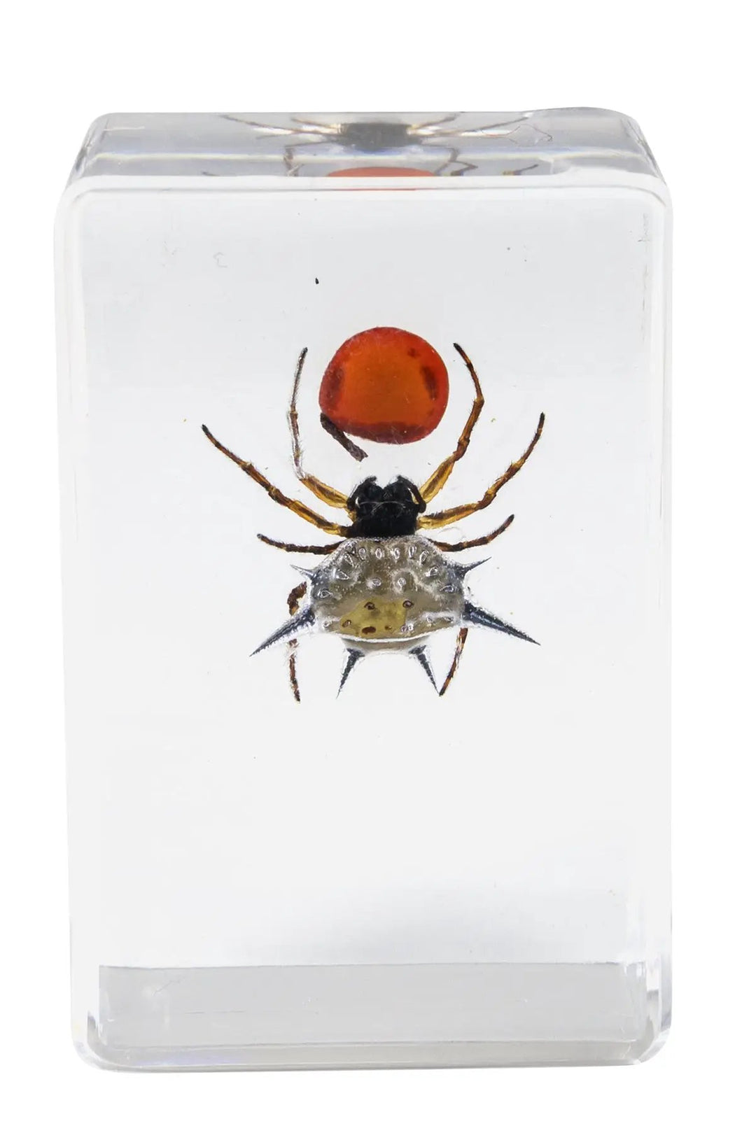 3D Bug Specimen Kit #4 by Celestron