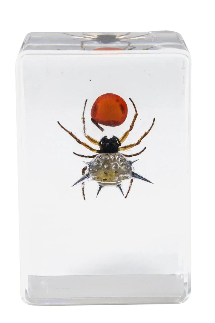 3D Bug Specimen Kit #4 by Celestron