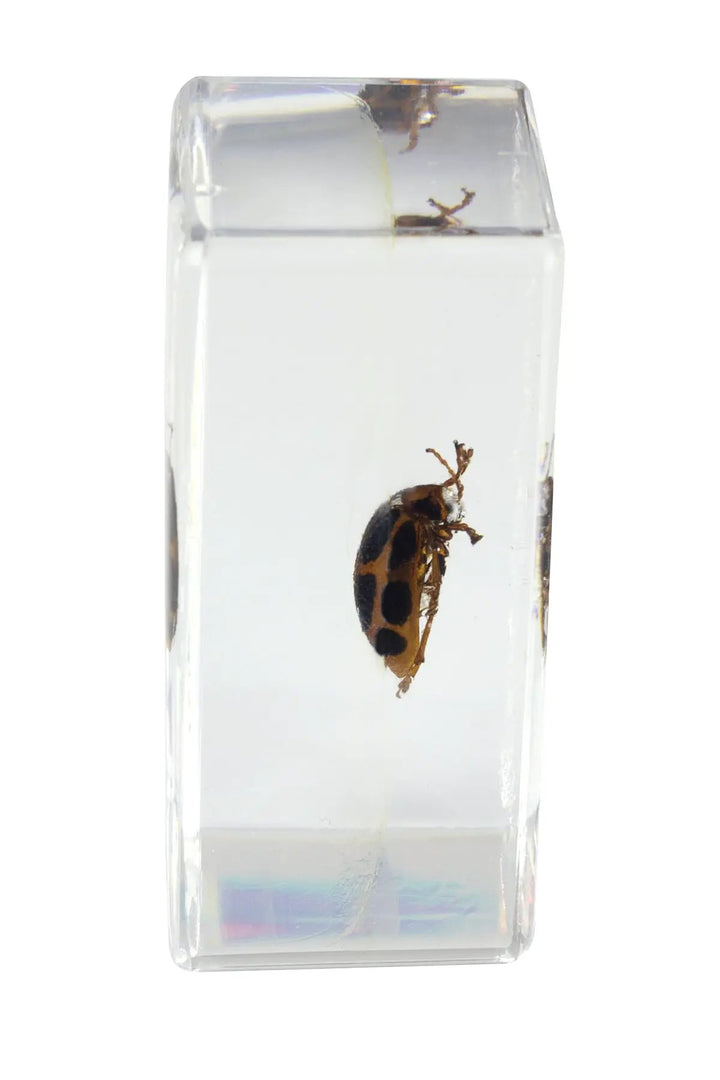 3D Bug Specimen Kit #4 by Celestron
