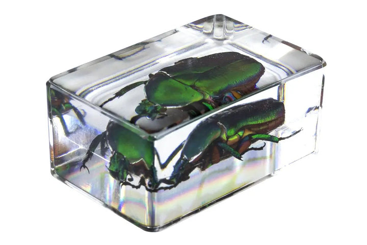 3D Bug Specimen Kit #4 by Celestron