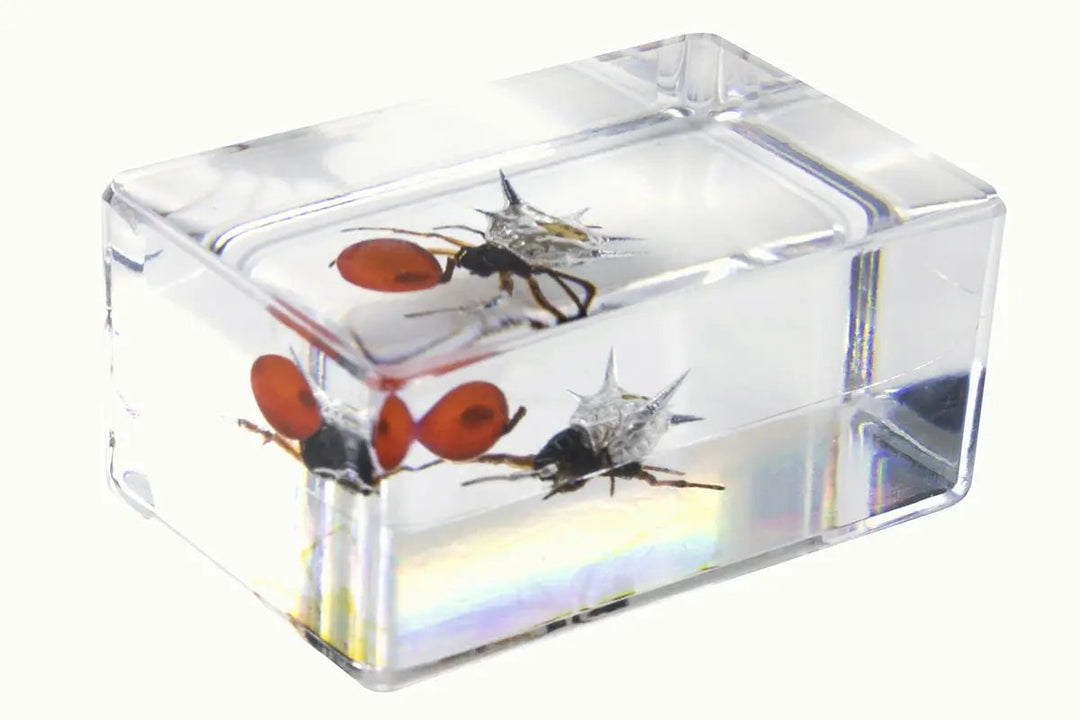3D Bug Specimen Kit #4 by Celestron