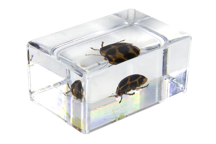 3D Bug Specimen Kit #4 by Celestron