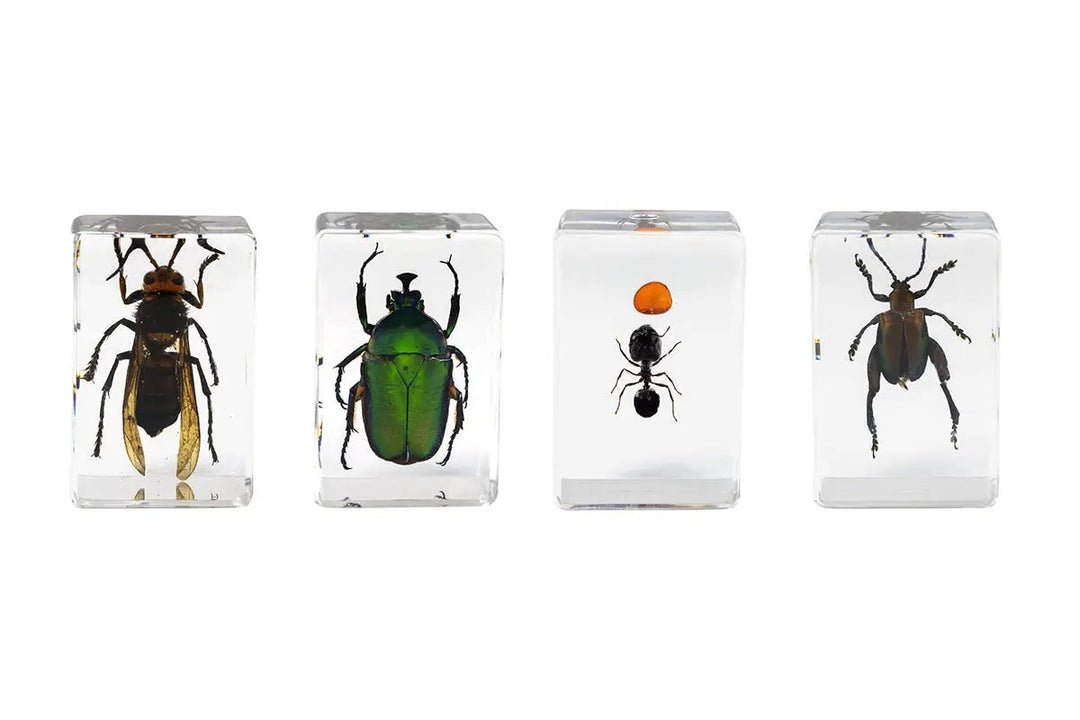 3D Bug Specimen Kit #5 by Celestron