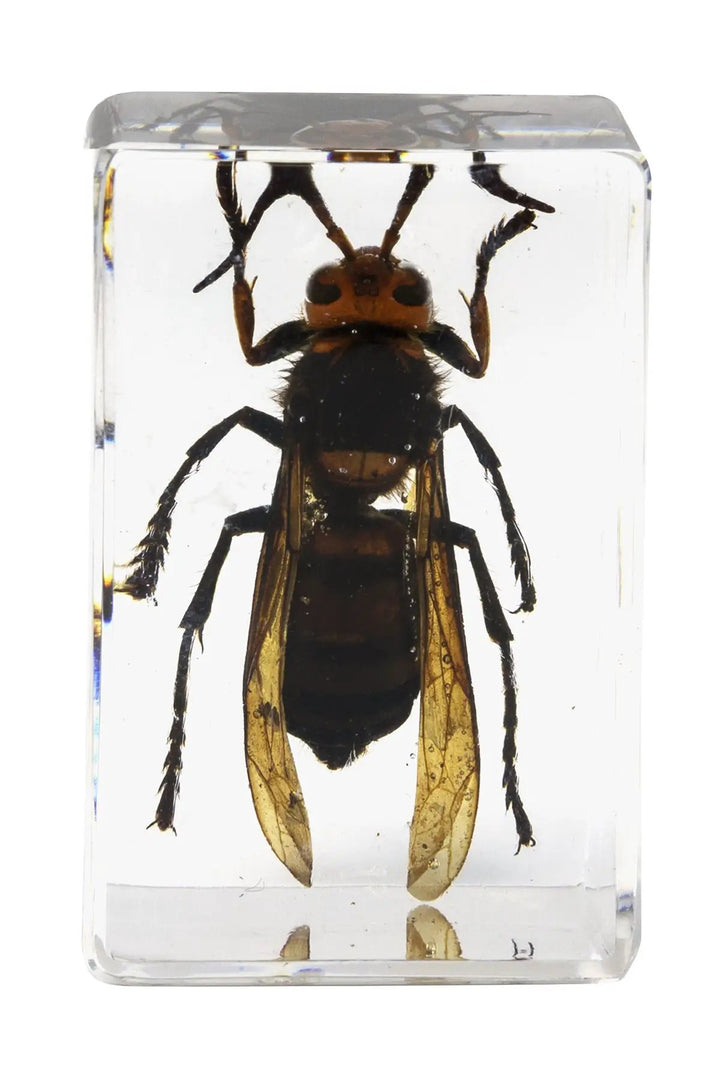 3D Bug Specimen Kit #5 by Celestron