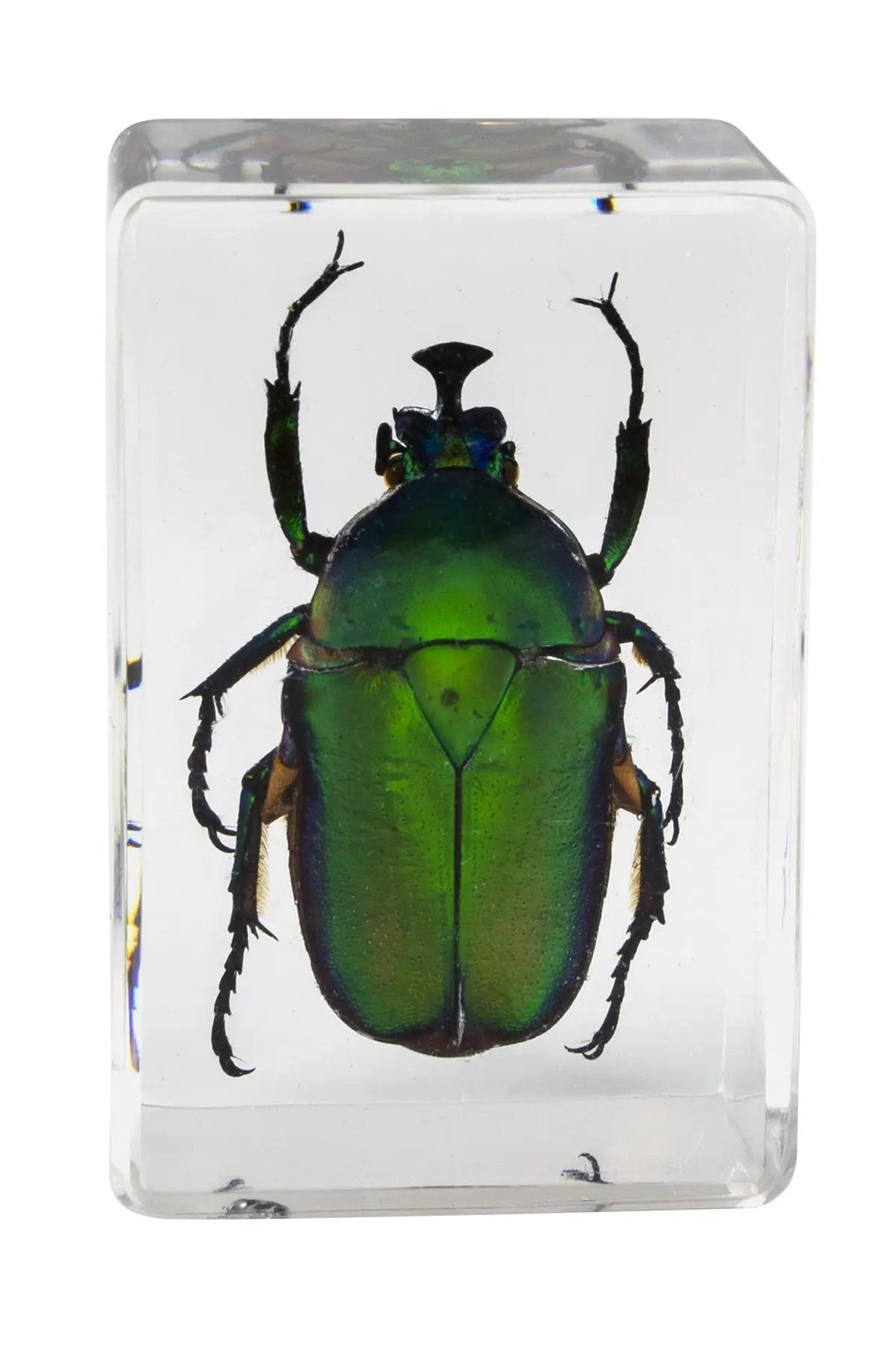 3D Bug Specimen Kit #5 by Celestron