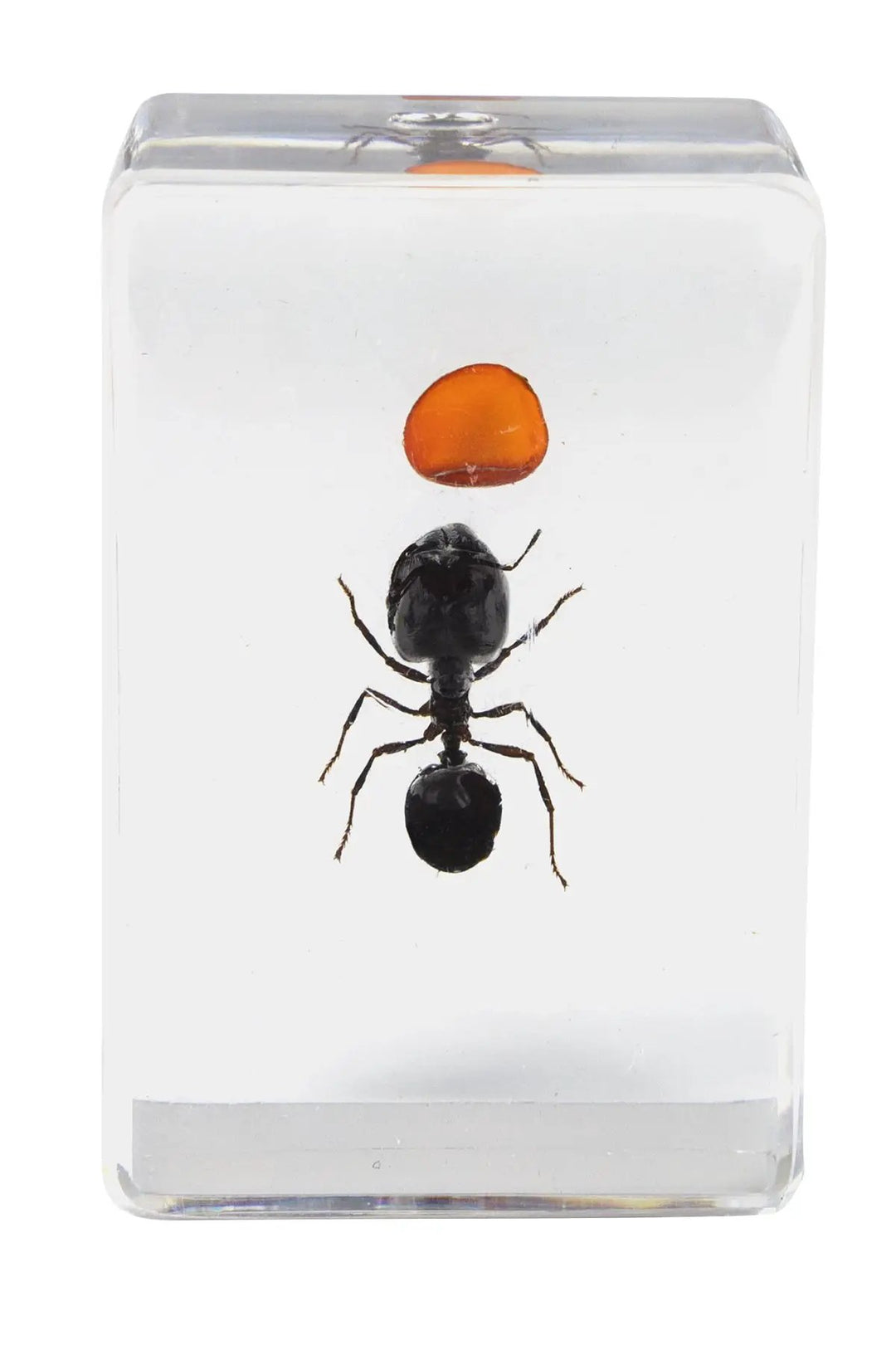 3D Bug Specimen Kit #5 by Celestron