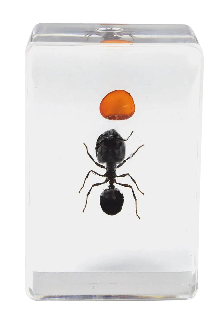 3D Bug Specimen Kit #5 by Celestron