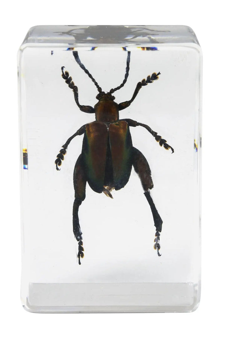 3D Bug Specimen Kit #5 by Celestron