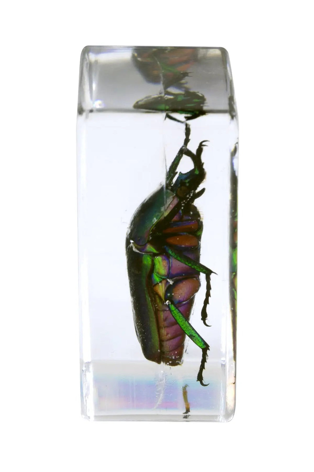 3D Bug Specimen Kit #5 by Celestron