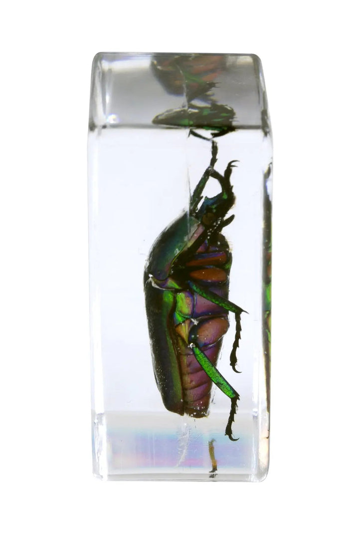 3D Bug Specimen Kit #5 by Celestron
