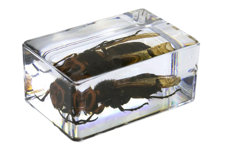 3D Bug Specimen Kit #5 by Celestron