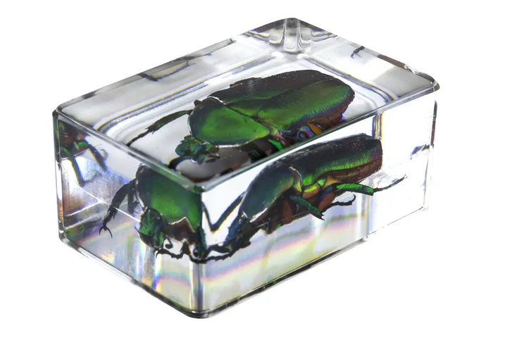 3D Bug Specimen Kit #5 by Celestron