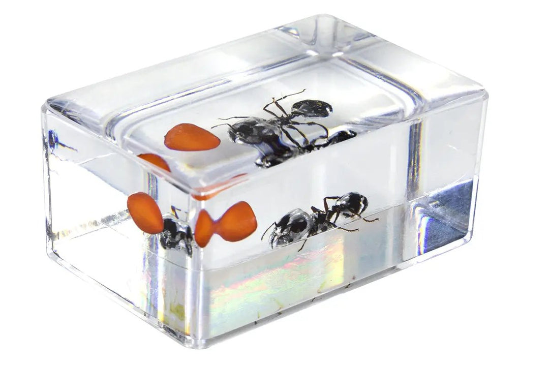 3D Bug Specimen Kit #5 by Celestron