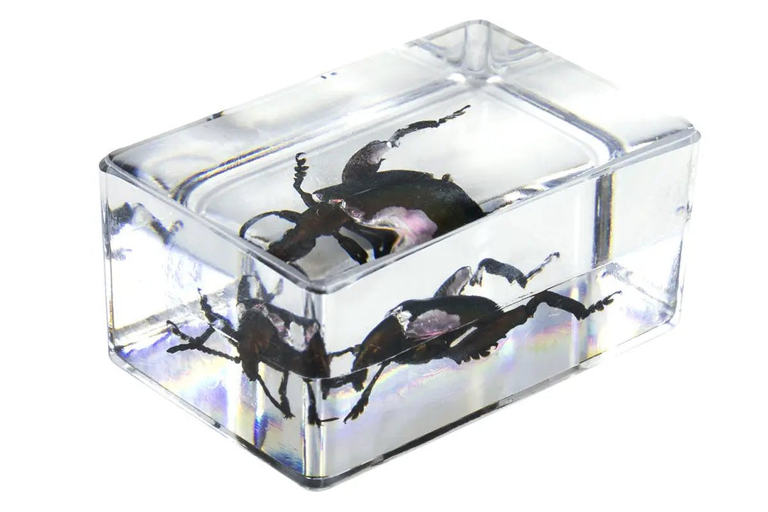 3D Bug Specimen Kit #5 by Celestron