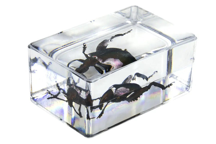 3D Bug Specimen Kit #5 by Celestron