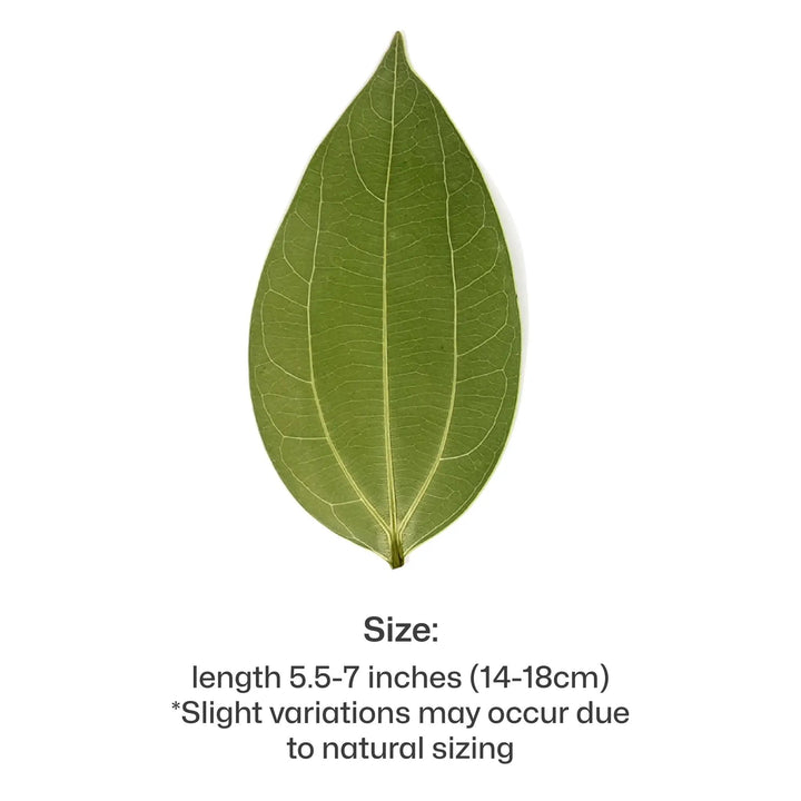 Cinnamon Leaf for Engraving (10pcs) by LaserPecker