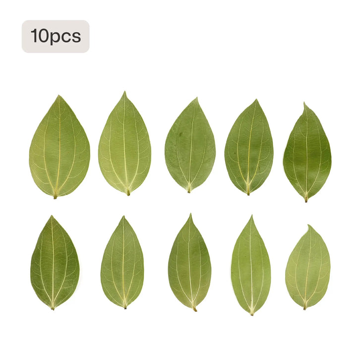 Cinnamon Leaf for Engraving (10pcs) by LaserPecker