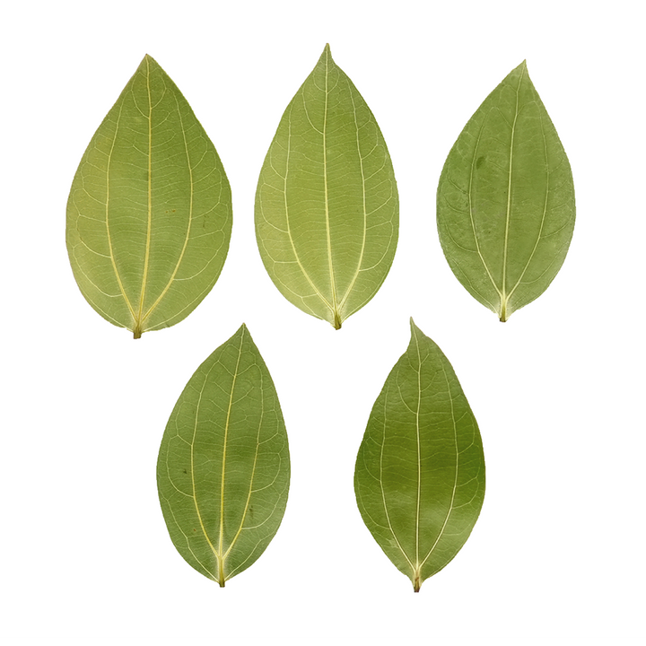 Cinnamon Leaf for Engraving (10pcs) by LaserPecker